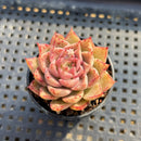 Echeveria sp. 2" Succulent Plant