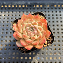 Echeveria sp. 2" Succulent Plant