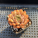 Echeveria sp. 2" Succulent Plant