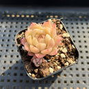 Echeveria sp. 2" Jelly Type Succulent Plant