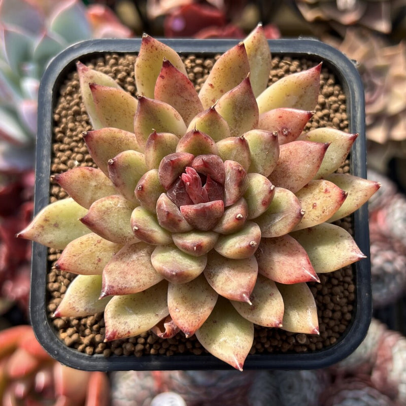 Echeveria sp. Seed-grown Clone 2"-3" Succulent Plant Cutting