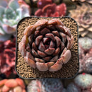 Echeveria sp. Seed-Grown 2" Succulent Plant Cutting