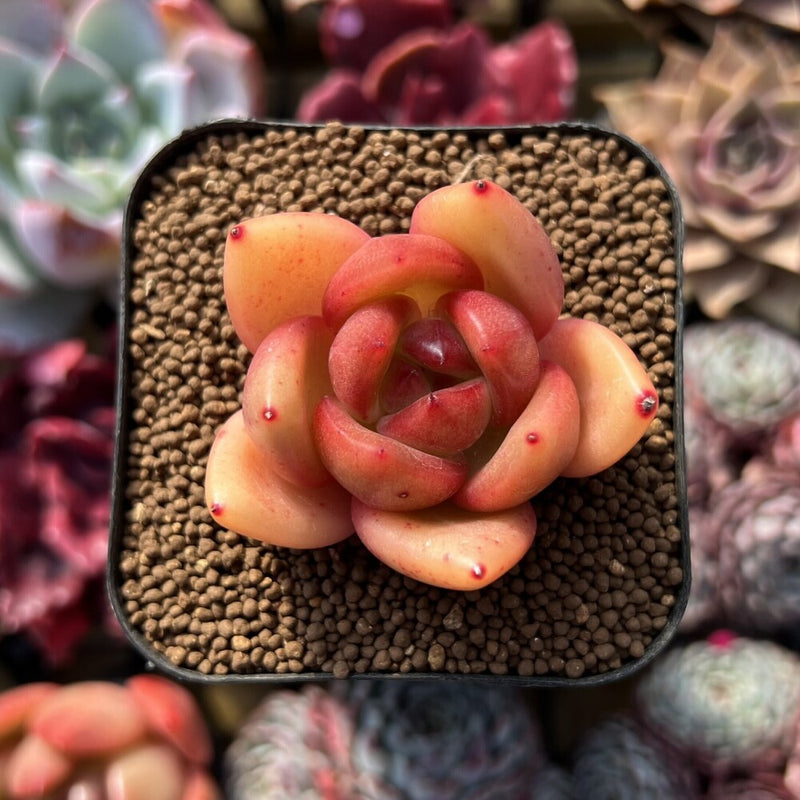 Echeveria sp. 2" Succulent Plant Cutting