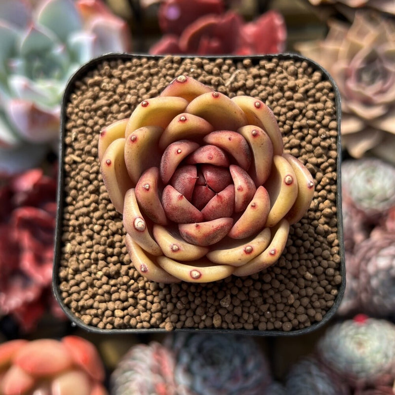 Echeveria sp. Seed-Grown 2" Succulent Plant Cutting