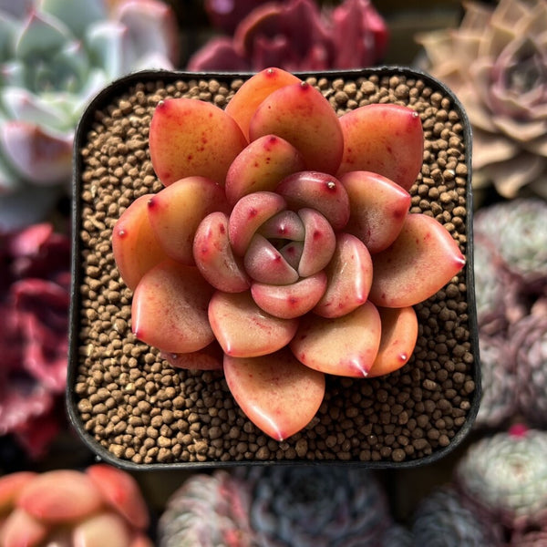 Echeveria sp. 2" Succulent Plant Cutting