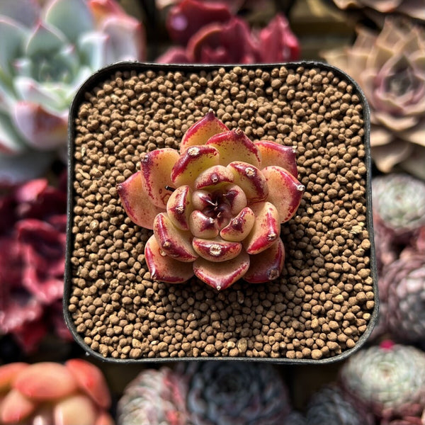 Echeveria sp. 1"-2" Succulent Plant Cutting