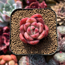 Echeveria sp. 2" Succulent Plant Cutting