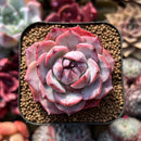 Echeveria sp. 2" Succulent Plant Cutting