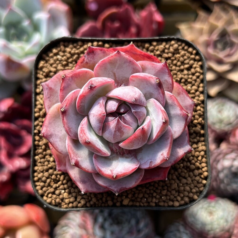 Echeveria sp. 2" Succulent Plant Cutting