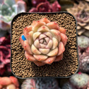 Echeveria sp. 2" Succulent Plant Cutting