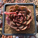 Echeveria sp. Seed-Grown 2"-3" Succulent Plant Cutting