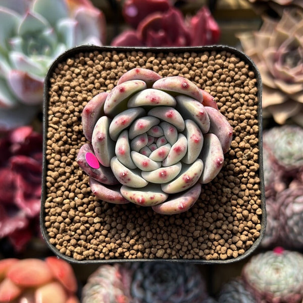 Echeveria 'Ariel' 2" Succulent Plant Cutting