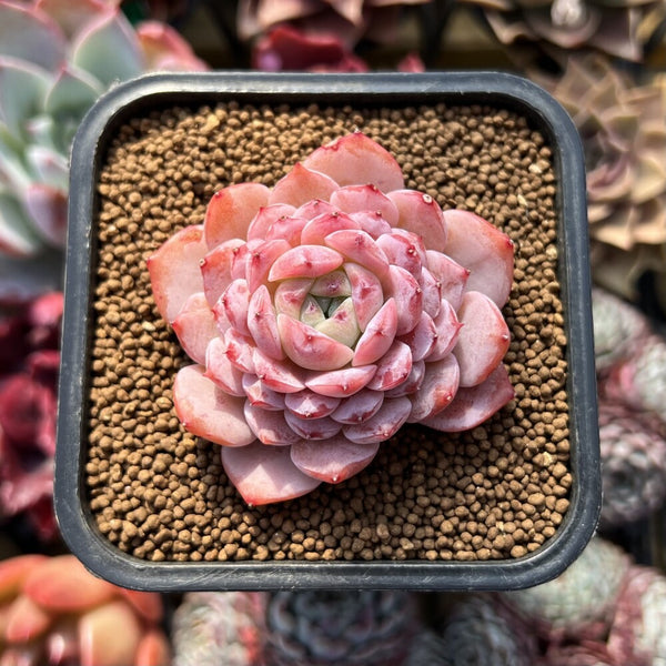 Echeveria 'Amazing Grace' 2" Changhee Hybrid Succulent Plant Cutting