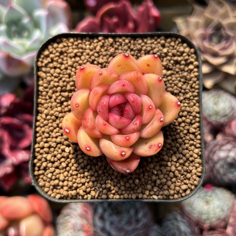 Echeveria sp. 2" Succulent Plant Cutting