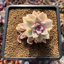 Graptopetalum 'Paraguayense' Variegated 3" Succulent Plant