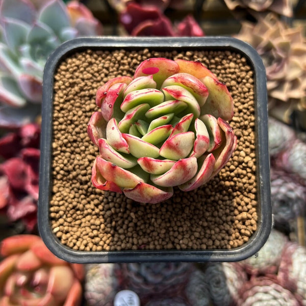 Echeveria sp. Variegated 2" Succulent Plant Cutting