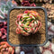 Echeveria sp. Variegated 2" Succulent Plant Cutting