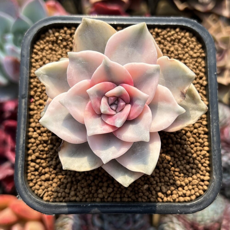 Graptopetalum 'Purple Delight' Variegated 2" Succulent Plant