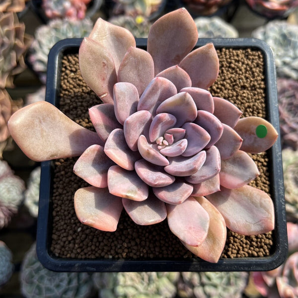 Graptoveria 'Debbie' Variegated 3"-4" Succulent Plant Cutting