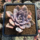 Graptoveria 'Debbie' Variegated 3"-4" Succulent Plant Cutting