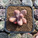 Pachysedum 'Ganzhou' 1"-2" Succulent Plant Cutting