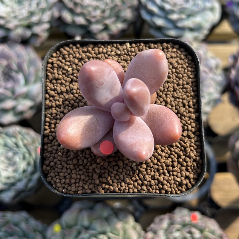 Pachysedum 'Ganzhou' 1"-2" Succulent Plant Cutting