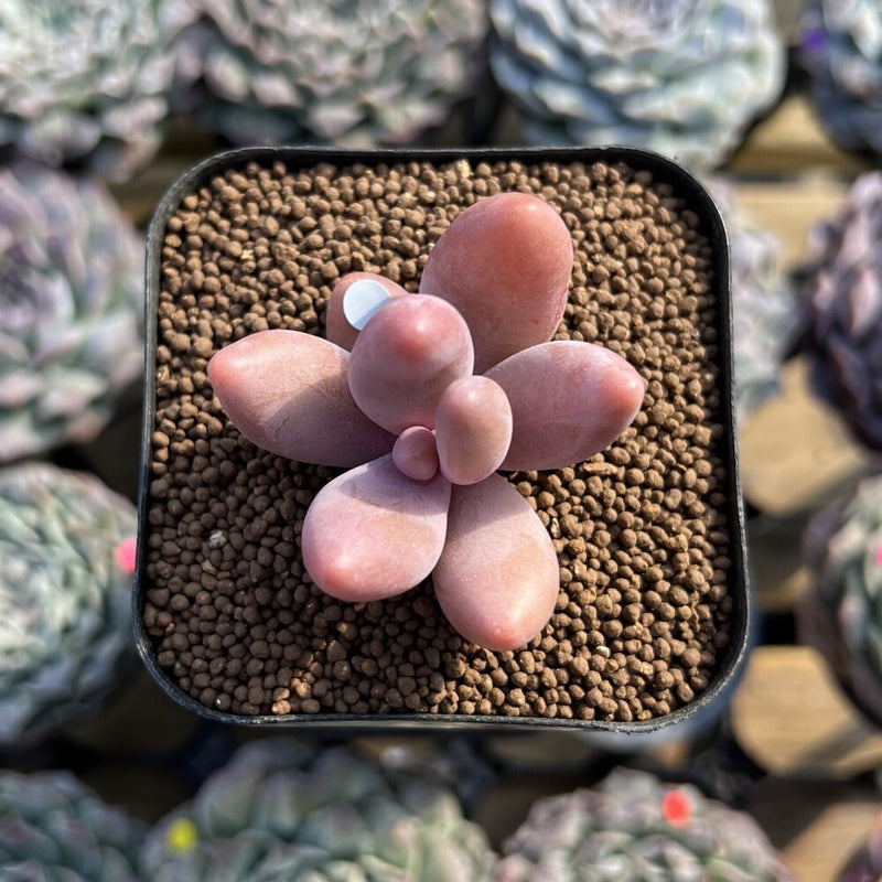 Pachysedum 'Ganzhou' 1"-2" Succulent Plant Cutting