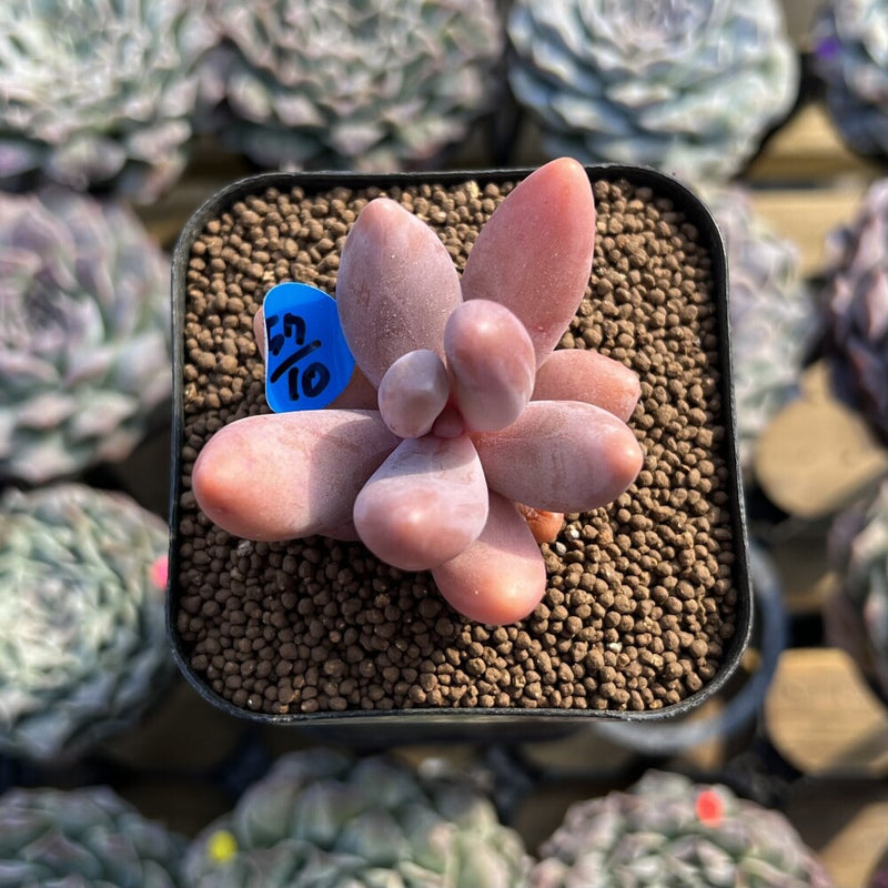 Pachysedum 'Ganzhou' 1"-2" Succulent Plant Cutting