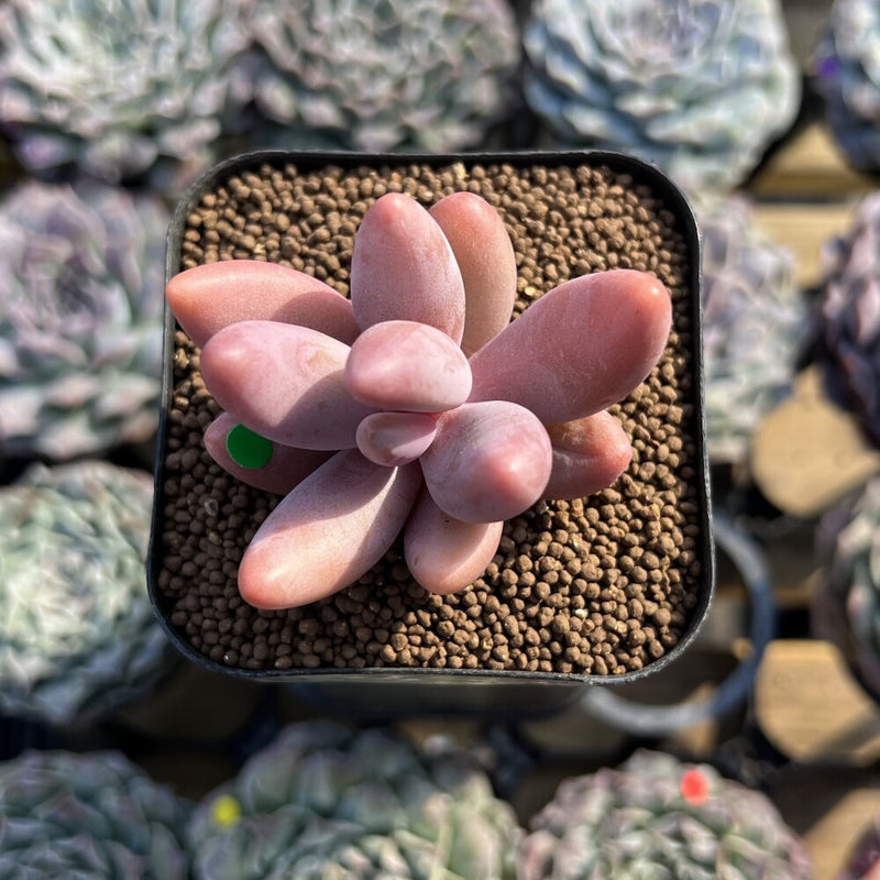 Pachysedum 'Ganzhou' 1"-2" Succulent Plant Cutting