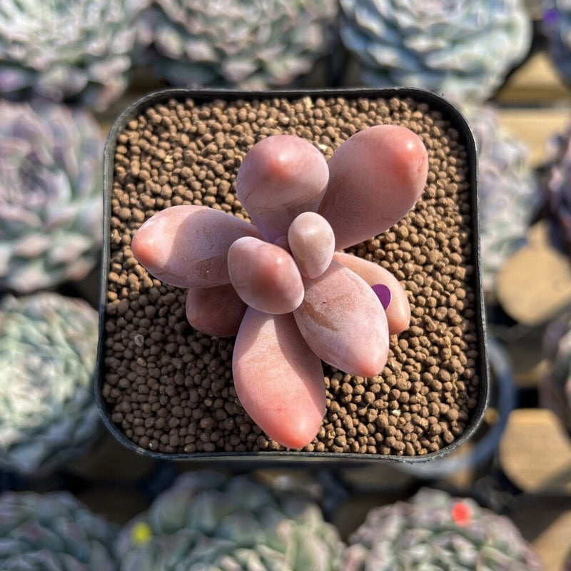 Pachysedum 'Ganzhou' 1"-2" Succulent Plant Cutting