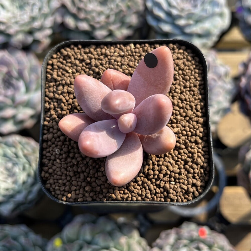 Pachysedum 'Ganzhou' 1"-2" Succulent Plant Cutting