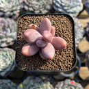 Pachysedum 'Ganzhou' 1"-2" Succulent Plant Cutting