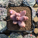 Pachysedum 'Ganzhou' 1"-2" Succulent Plant Cutting