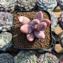 Pachysedum 'Ganzhou' 1"-2" Succulent Plant Cutting