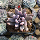 Pachyveria 'Tolimanensis' Hybrid 2" Succulent Plant Cutting