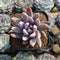 Pachyveria 'Tolimanensis' Hybrid 2" Succulent Plant Cutting