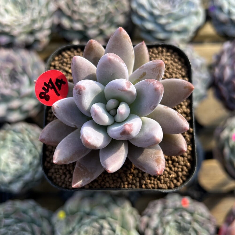 Pachyveria 'Tolimanensis' Hybrid 2" Succulent Plant Cutting