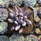 Pachyveria 'Tolimanensis' Hybrid 2" Succulent Plant Cutting