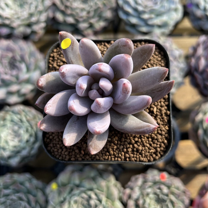 Pachyveria 'Tolimanensis' Hybrid 2" Succulent Plant Cutting