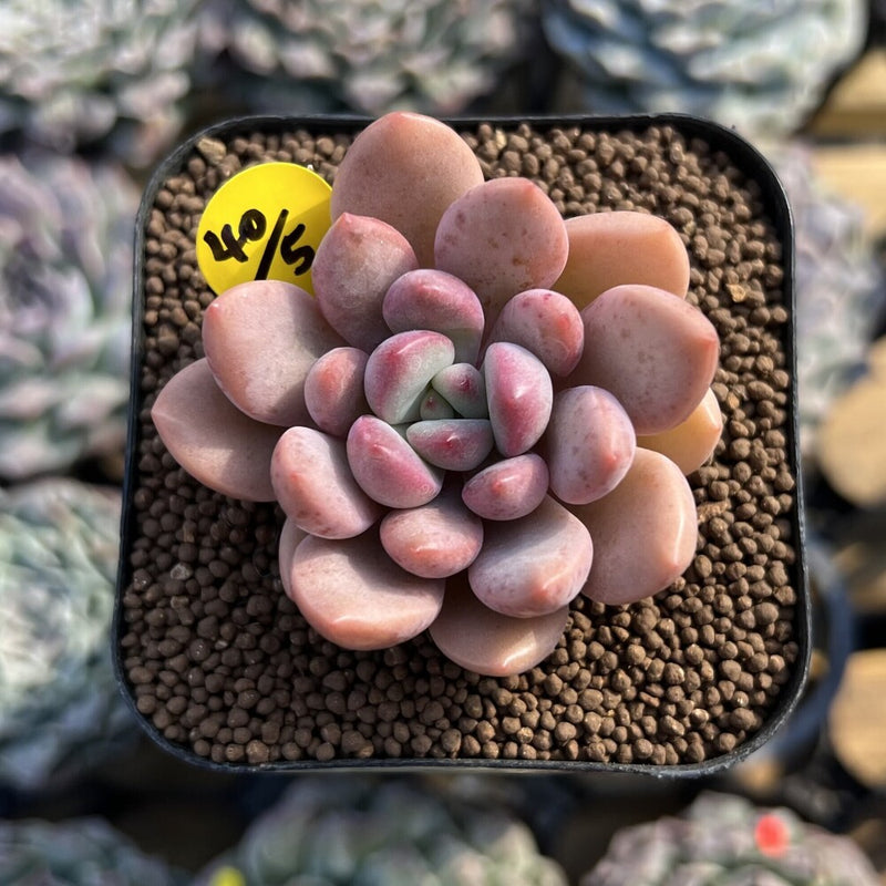 Graptoveria 'Tores' 2" Succulent Plant Cutting