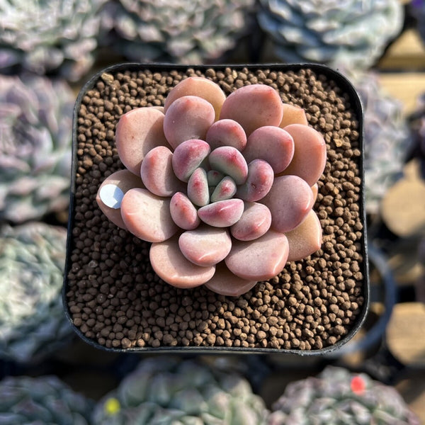 Graptoveria 'Tores' 2" Succulent Plant Cutting