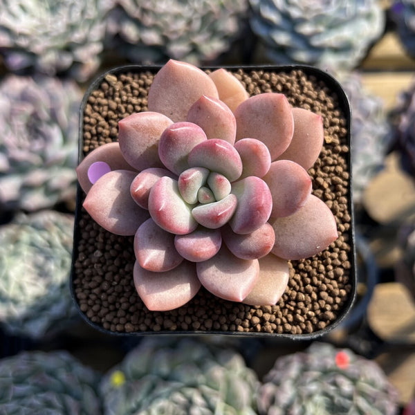 Graptoveria 'Tores' 2" Succulent Plant Cutting