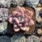 Graptoveria 'Tores' 2" Succulent Plant Cutting