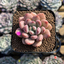 Graptoveria 'Tores' 2" Succulent Plant Cutting