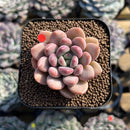 Graptoveria 'Tores' 2" Succulent Plant Cutting