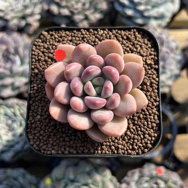 Graptoveria 'Tores' 2" Succulent Plant Cutting