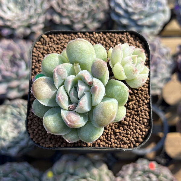 Echeveria 'Albi Drop' 2" Succulent Plant Cutting