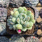 Echeveria 'Albi Drop' 2" Succulent Plant Cutting