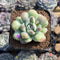 Echeveria 'Albi Drop' 2" Succulent Plant Cutting