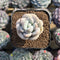 Graptopetalum sp. 1" Succulent Plant Cutting